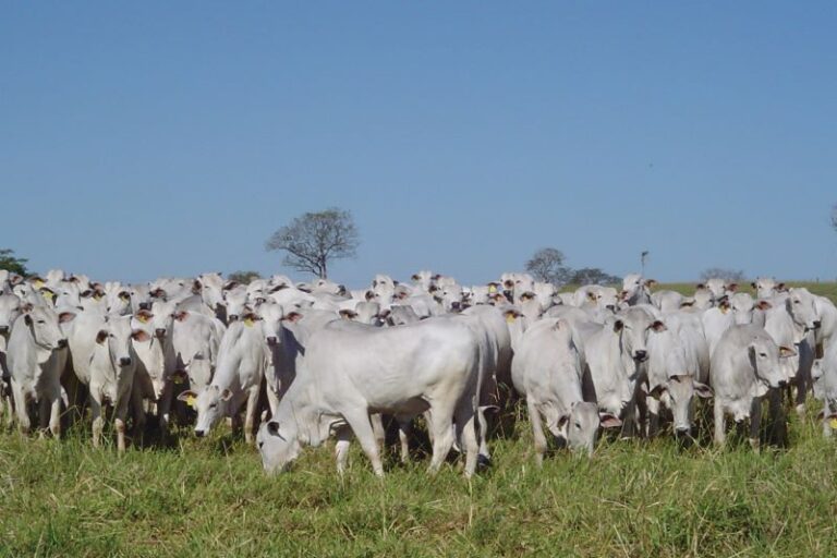 Rebanho-Texto Ass Comunic