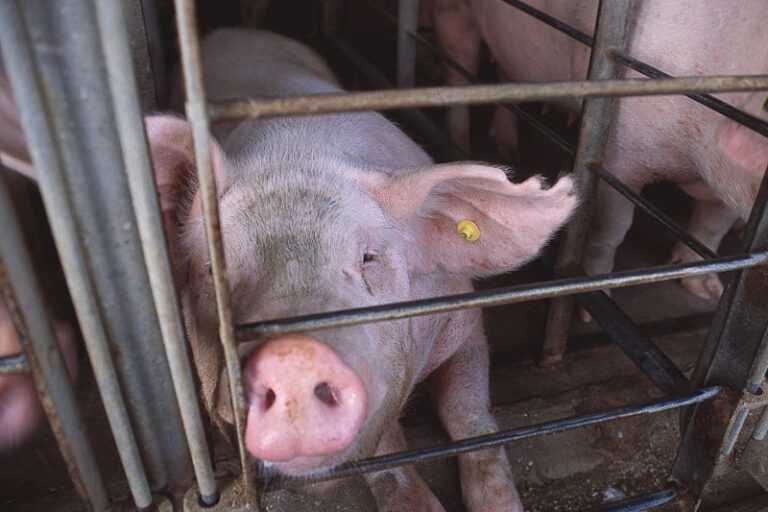 foto-cela-de-gestação-credito-HSI