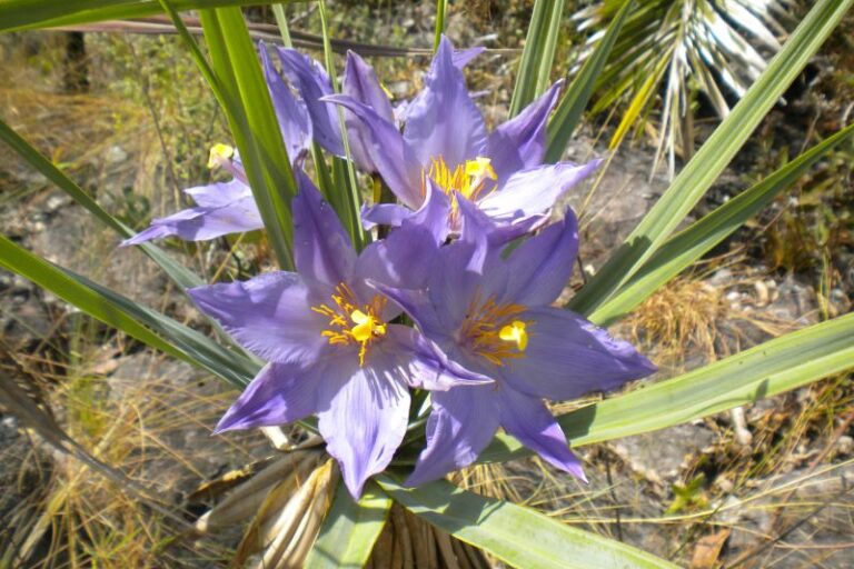 Vellozzia, comum nos cerrados brasileiros-Foto Roberto Vieira
