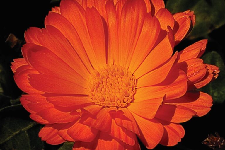 calendula