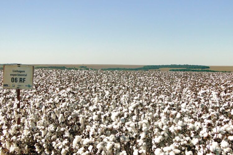 Algodao BRS369 RF_Camilo Morello