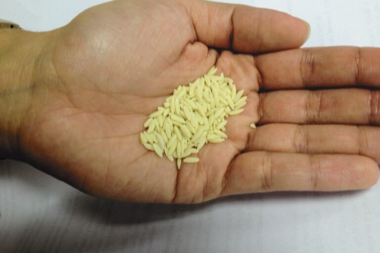 Super Arroz biofortificado-Divulgacao