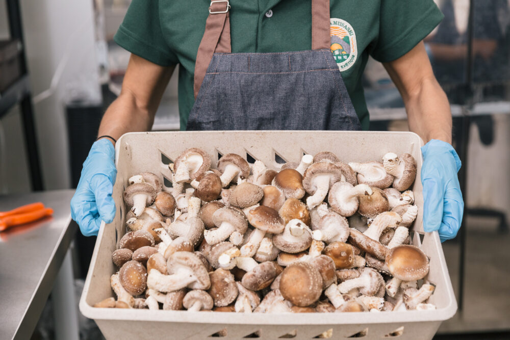 Produção de cogumelos shitake ganha destaque em Nova Friburgo