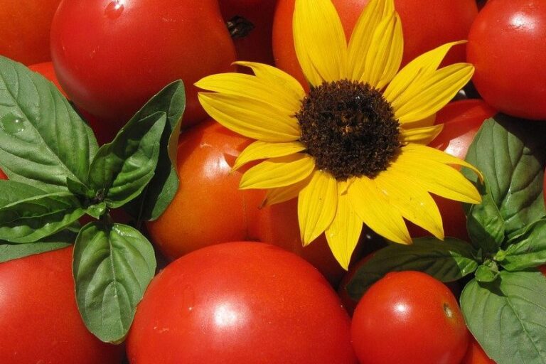 tomates-e-girassol-960×561