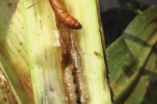 1 – Foto-cana-com-broca