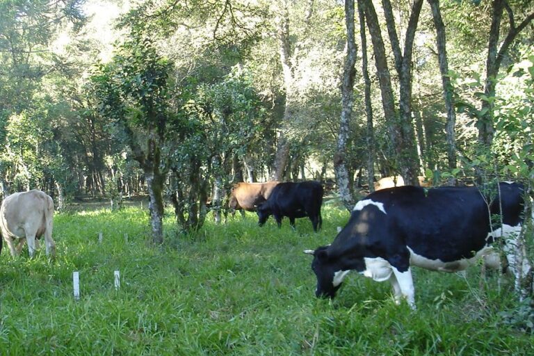 caivas-com-sobressemeadura-de-pastagem-epagrui