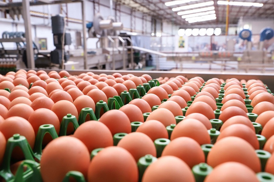 Exporta es De Ovos Somam Alta De 142 No Primeiro Trimestre Do Ano A