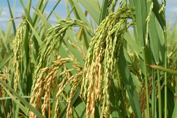 Arroz