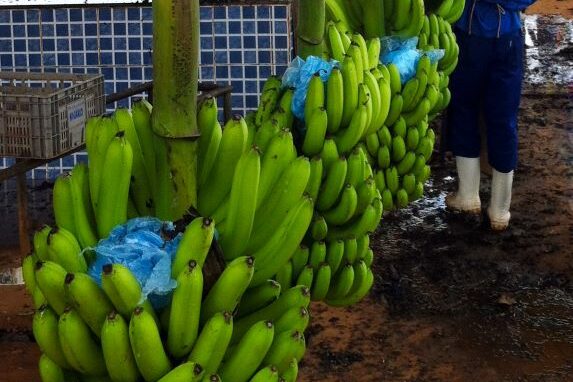 Banana Jaiba Certific-Faemg-