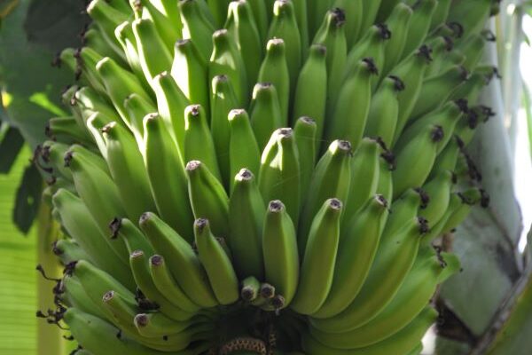 Banana Platina_Edson P Amorim_Embrapa