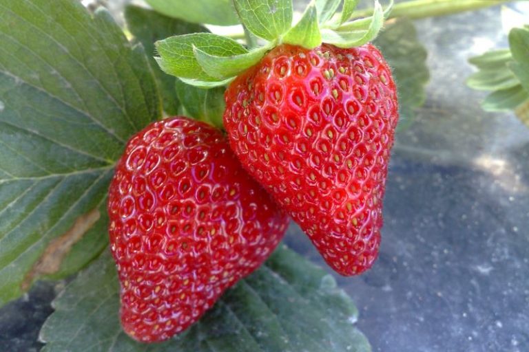 Frutos morango-Embrapa Clima Temp-