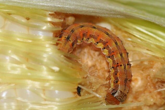 Helicoverpa_zea_larva