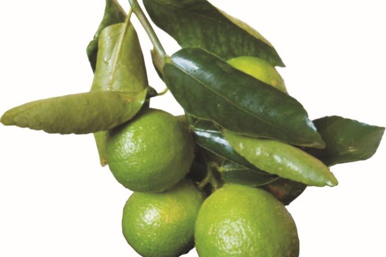 Lima acida-Orlando Passos