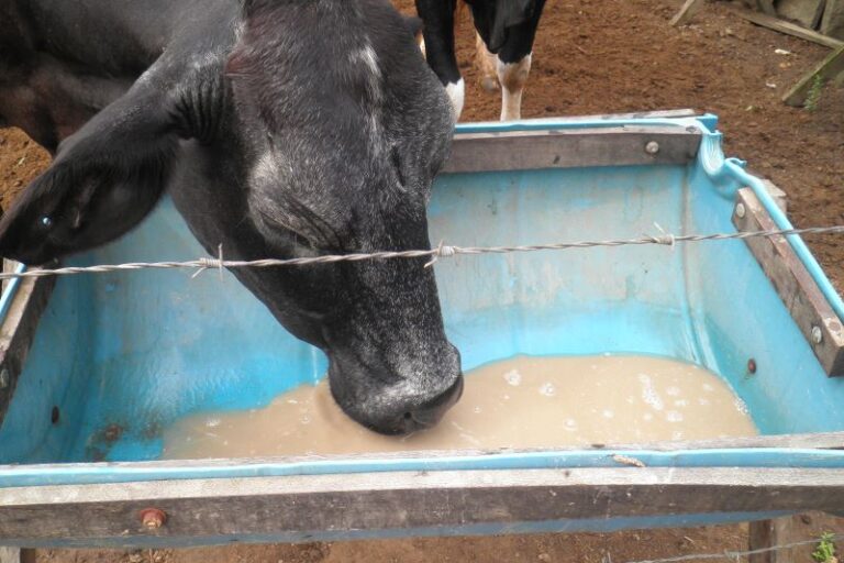 Manipueira Gado_Lea Cunha