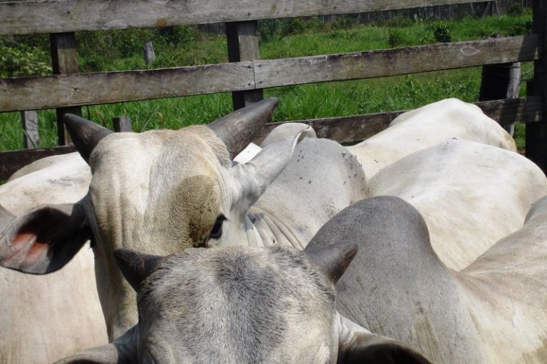 Mosca dos chifres-Fabio Barbieri-Embrapa Rondonia)