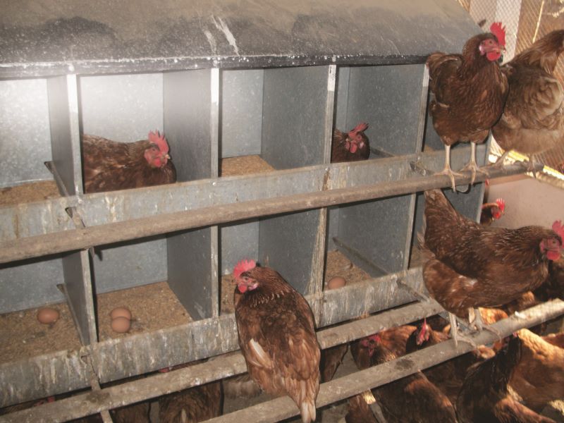 Comportamento de choco em galinhas atrapalha produção de ovos - Cursos  Online UOV com Certificado - Educação a Distância