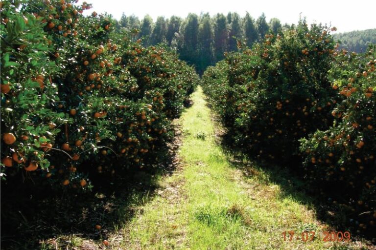 Tangerina URSBRS Hada-Embrapa Clima Temp