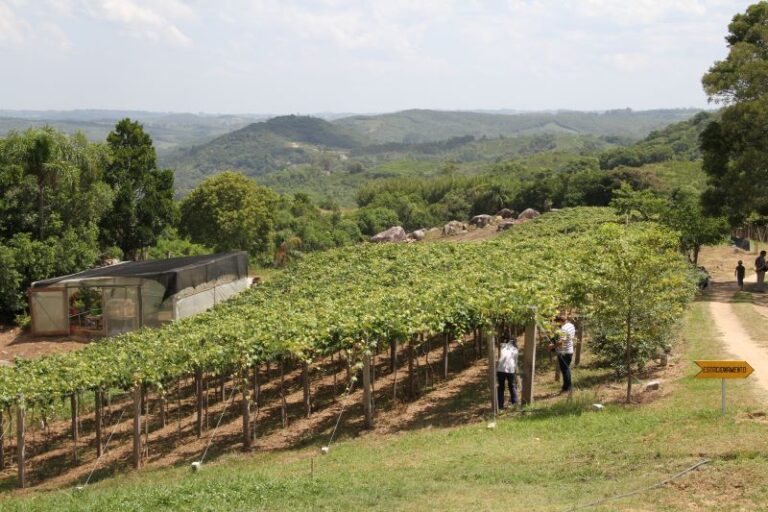Uva-Foto Paulo Lanzetta