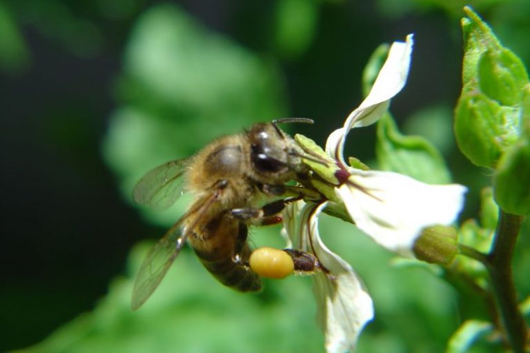 Abelha africana-Nilson Teixeira-Divulgacao-Epagri