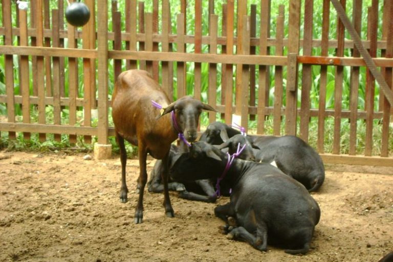 Agrossilvipast Ovinos-Ismenia F Brito-NEAMBE-UFC-