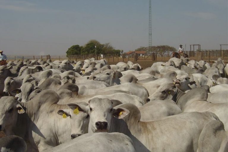 Nelore da Agrop Jacarezinho- Attuale Comunic