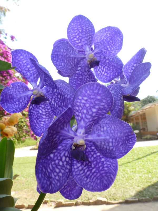 Orquídea, a flor que virou paixão - A Lavoura