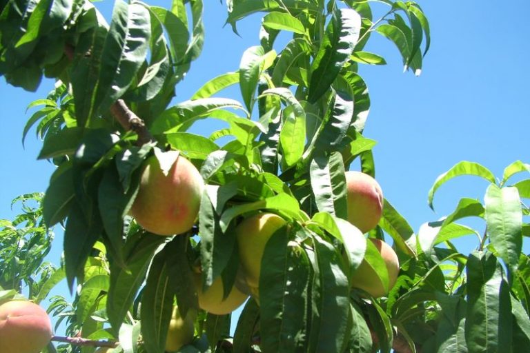 Pessego-Emater RS – ASCAR