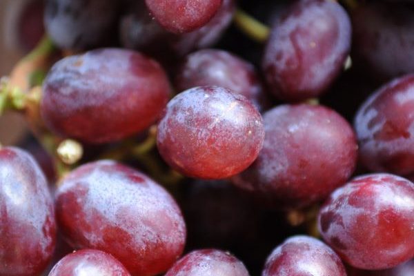 Uvas-Divulg Ass Imprensa