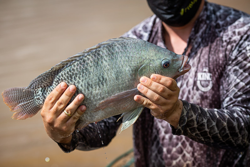peixe