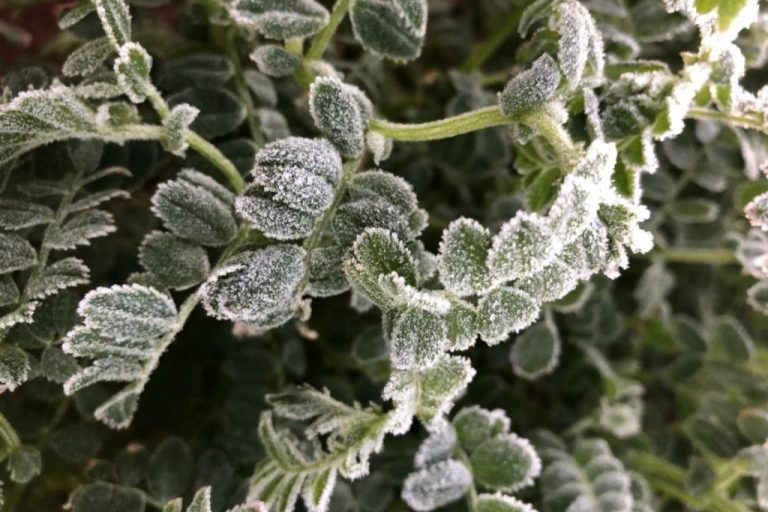 61081-lavouras-de-gr–o-de-bico-resistem-a-fortes-geadas-ocorridas-no-centro-sul-do-Brasil