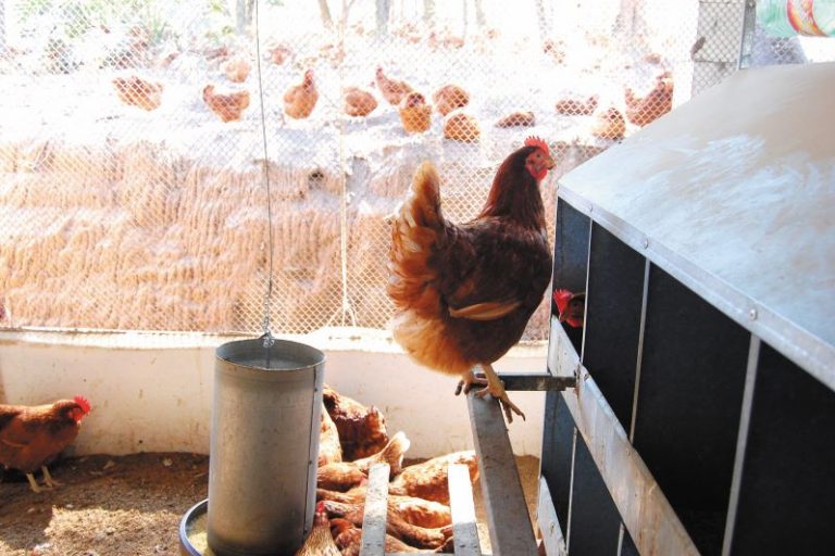 Abre-Prod ovos bem planejada,sem gaiola-GuilhermeCarvalho-HSI