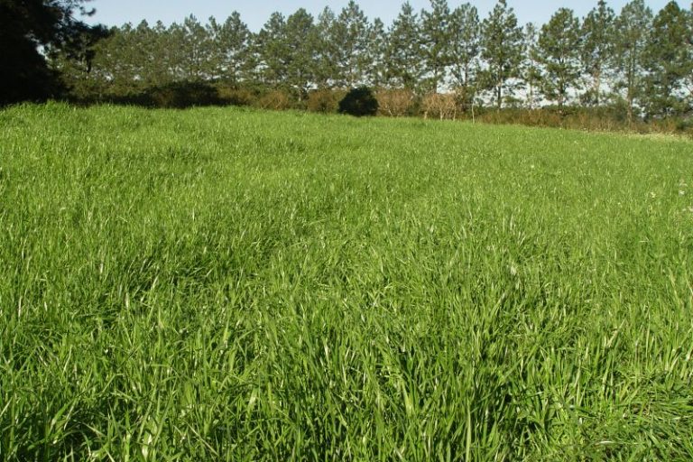 BRS Ponteio-Ana Viegas