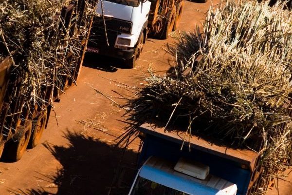 Cana-de-acucar-Foto MS&L Andreoli