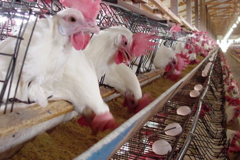 Galinhas no comedouro- Divulgacao