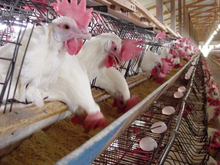 Suplemento alimentar diminui incidência de Salmonella em aves - A Lavoura