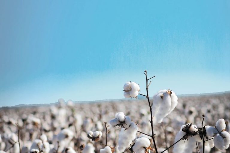 Lavoura de algodao-SEAPA MG