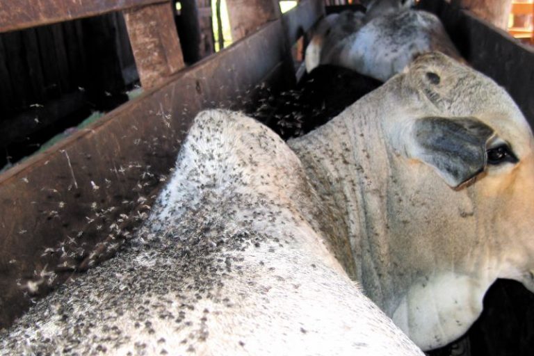 -Mosca-dos-chifres -CDN