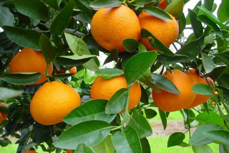 Ortanique-Roberto Pedroso-Embrapa Clima Temp