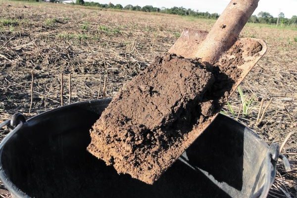 Panorama-coleta amostra solo com pa reta