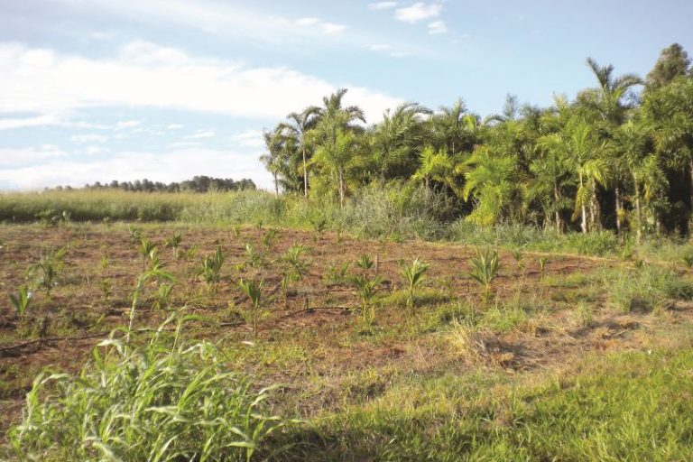 Pupunha adub org irrig fase inicial-Clovis Bissi Jr-Esalq USP