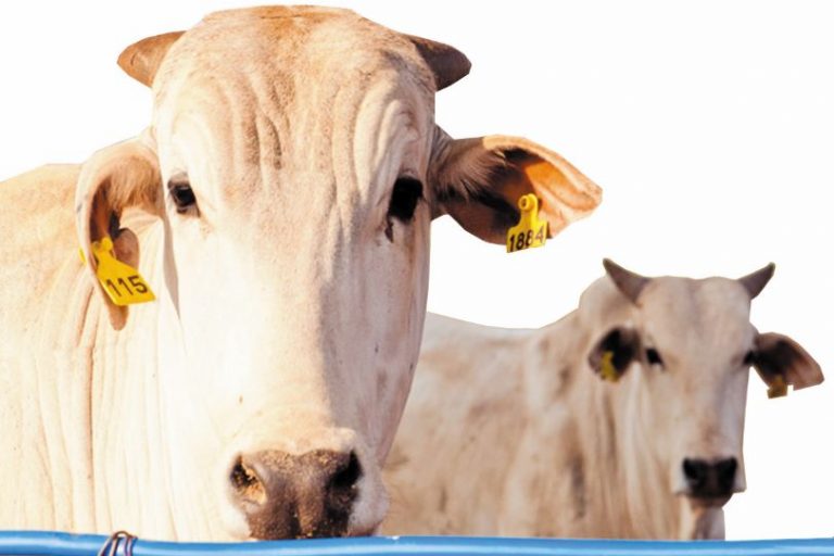 Sebo bovino 1-LZT Zootecnia