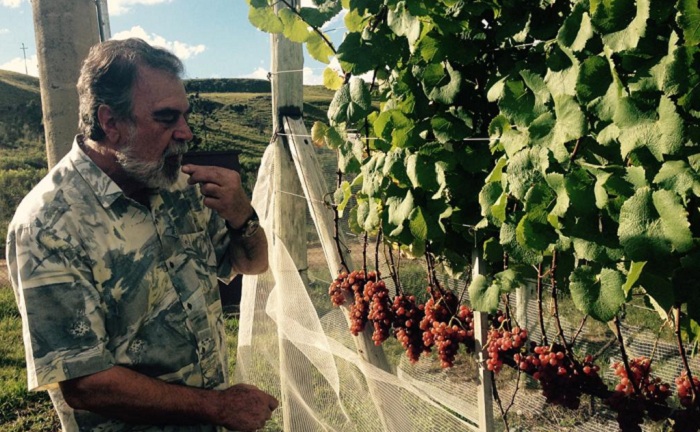 Vinicultor Saul Bianco avaliando a maturacao das uvas Gewurztraminer_Foto_Mauro Zanus