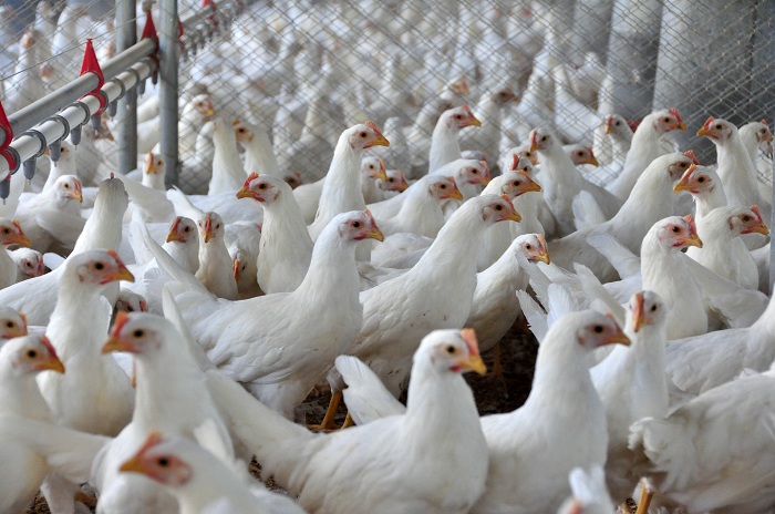 bem estar das aves_embrapa