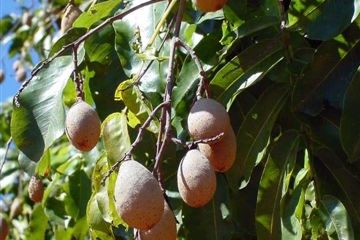 Baru -Jose Felipe Ribeiro-Embrapa Cerrados