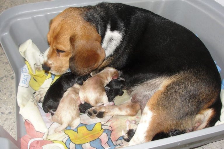 Beagle-Silvia Marinho