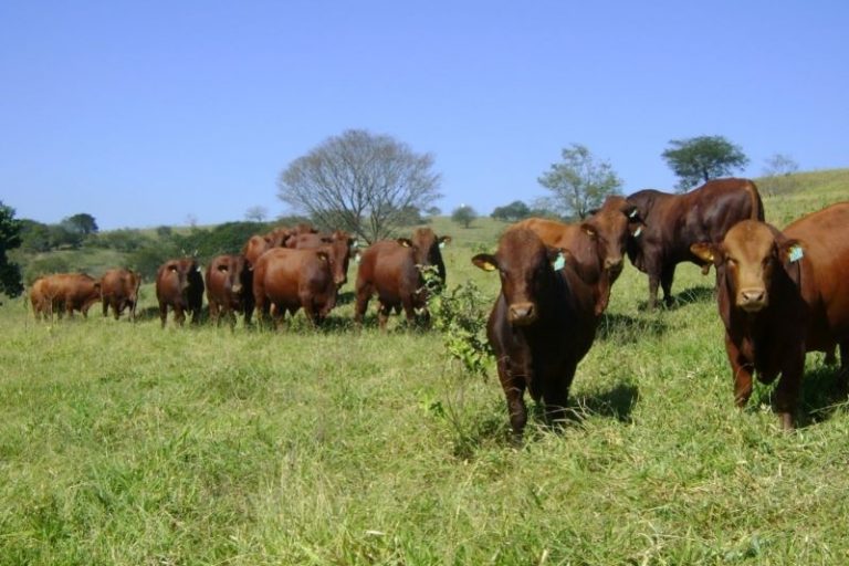 Bonsmara-Santa Silveria-JPG