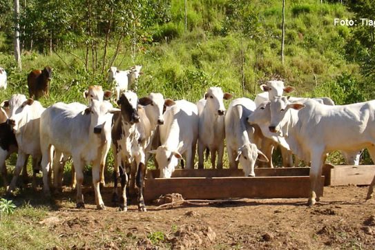 Bovinos – Foto Tiago Valente