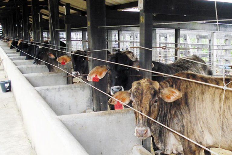 Bovinos-Tiago Valente