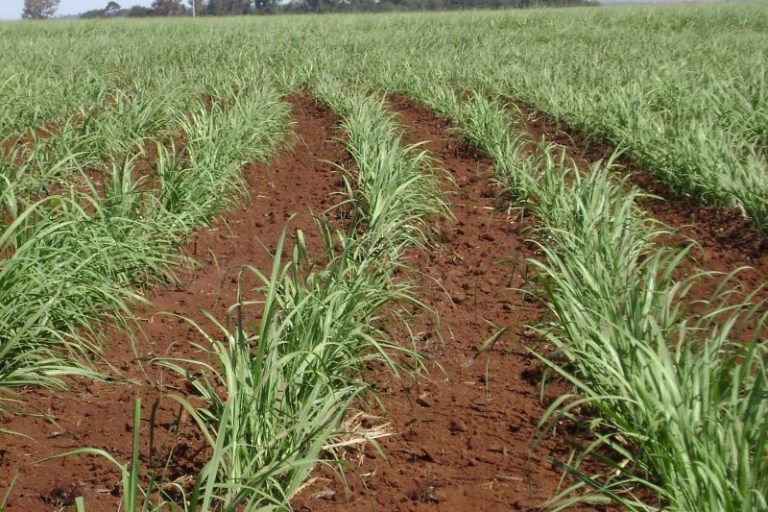 Cana de acucar variedade IACSP 96-3060-Arquivo IAC