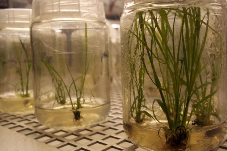 Cana transg tolerante seca-Embrapa Agroenergia